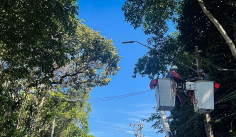 Semmas instala ‘passarelas’ para animais em Manaus