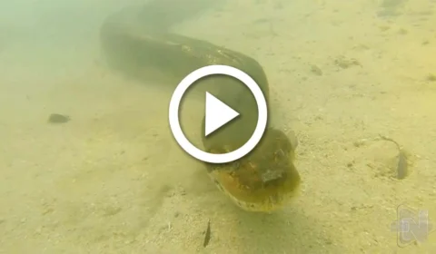 VÍDEO: sucuri encara fotógrafo no fundo de rio no Mato Grosso do Sul