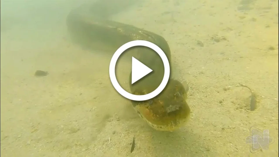 VÍDEO: sucuri encara fotógrafo no fundo de rio no Mato Grosso do Sul