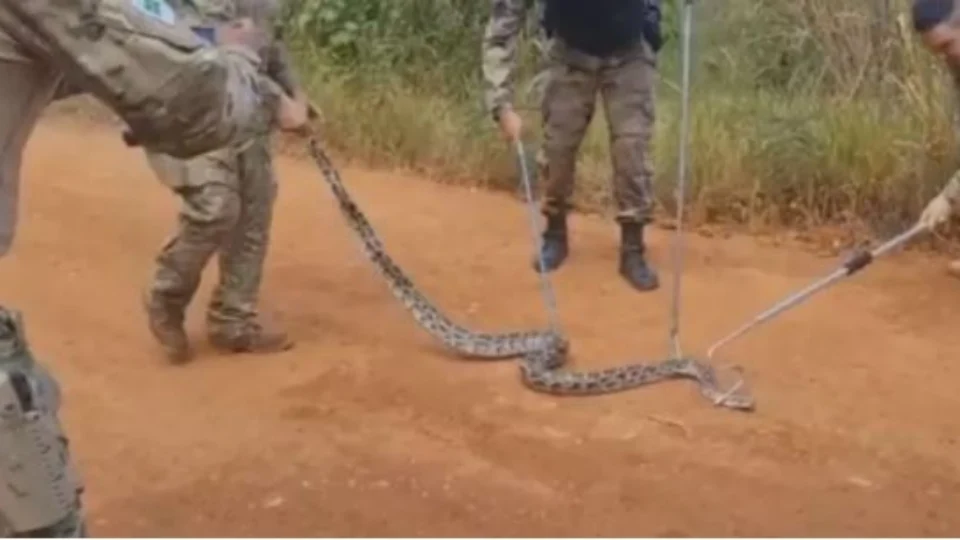 Cobra píton é encontrada, após ser solta na mata por engano ao ser confundida com jiboia, no DF