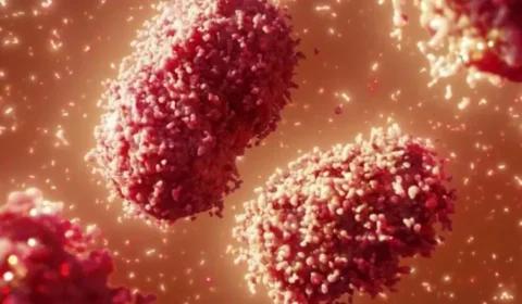 Rio de Janeiro e São Paulo confirmam transmissão local de varíola dos macacos