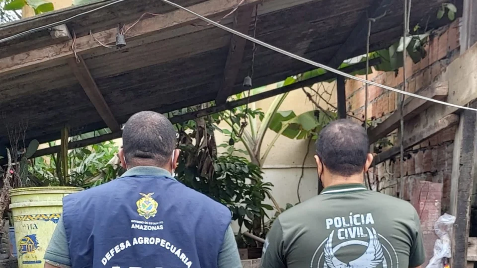 Mulher é autuada por manter dez porcos em abatedouro clandestino na Zona Oeste de Manaus