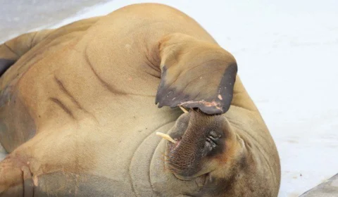 Noruega arrecada mais de 20 mil dólares para erguer estátua da morsa Freya