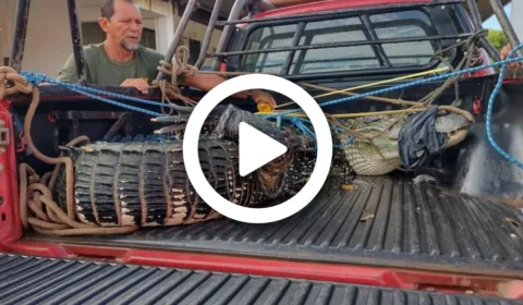 VÍDEO: Jacaré-açu é capturado em praia de Alter do Chão no oeste do Pará