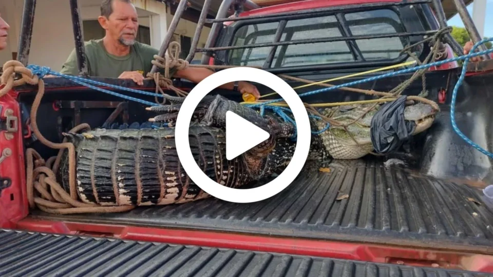 VÍDEO: Jacaré-açu é capturado em praia de Alter do Chão no oeste do Pará