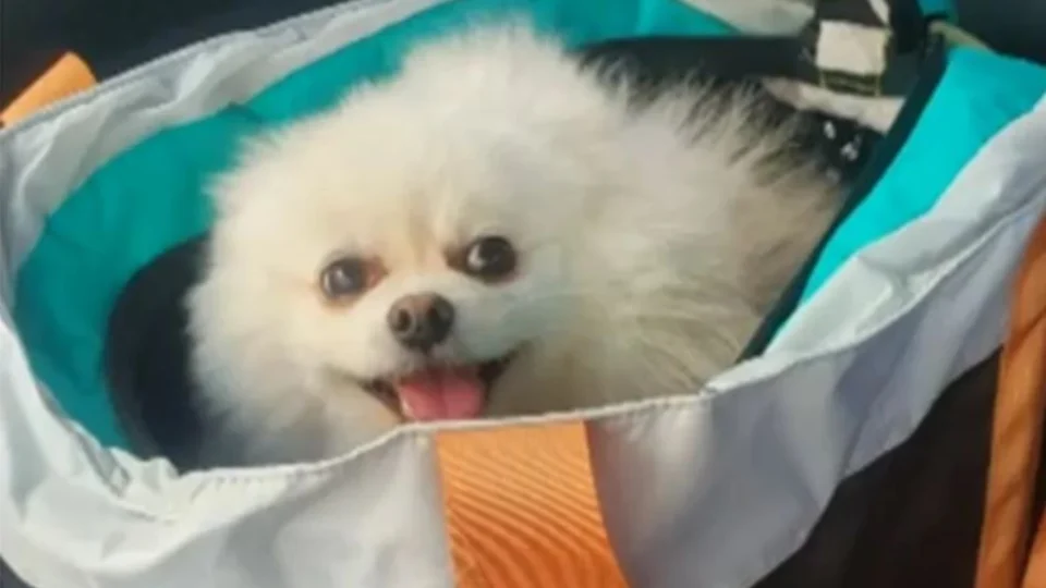 Após mortes de cães por ingerirem alimentos contaminados, Governo interdita empresa fabricante de petiscos