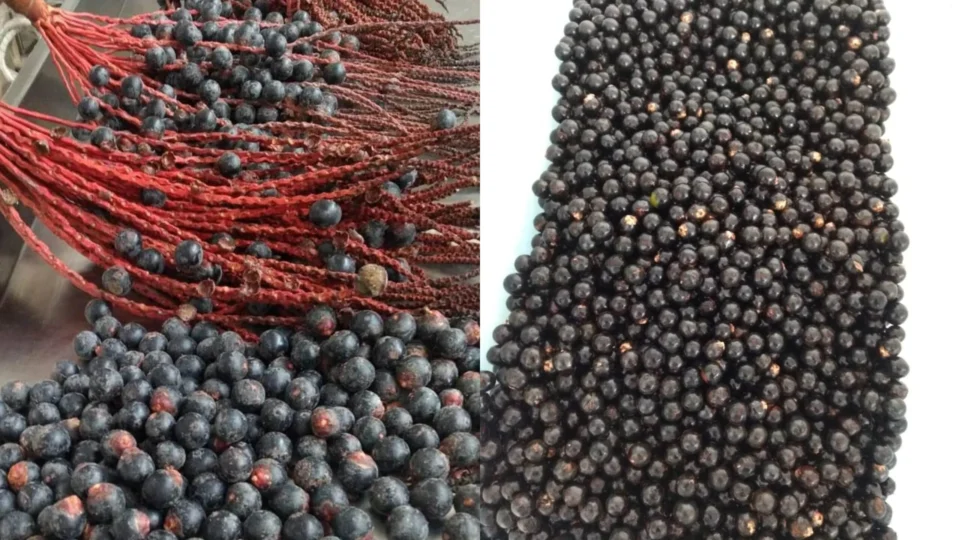 Estudo analisa uso de bebidas à base de açaí e bacaba no combate a aterosclerose e obesidade, no AM
