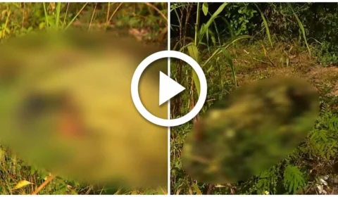 VÍDEO: corpo do sexo feminino é encontrado em área de mata do Distrito Industrial, na Zona Sul de Manaus