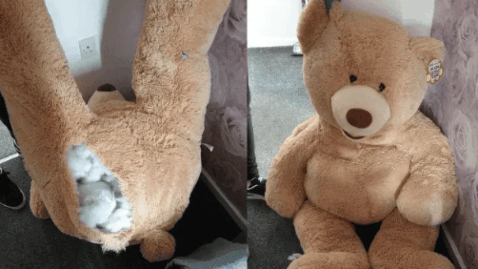 Polícia encontra foragido da Justiça dentro de bicho de pelúcia na Inglaterra