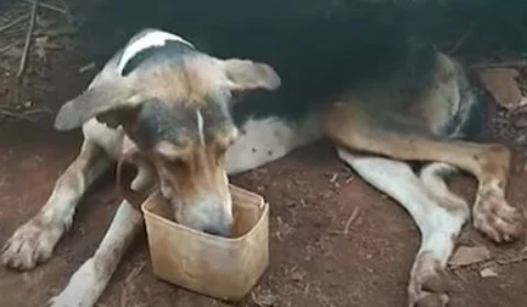 Dezenas de animais são encontrados abandonados em uma chácara, em Goiás