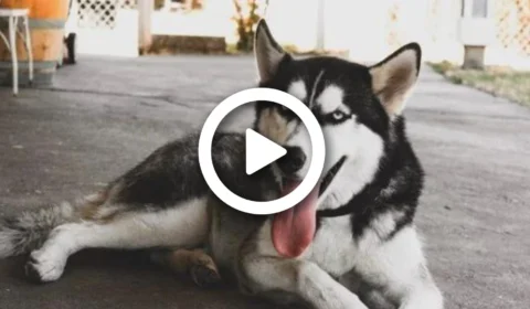 VÍDEO: conheça Lucky, cadela husky siberiano que cumpre tarefas domésticas ao ouvir voz de seu tutor