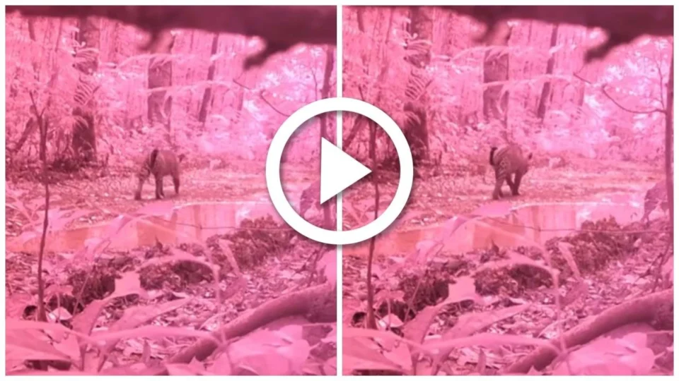 VÍDEO: onça é flagrada passeando na floresta de Presidente Figueiredo, no AM