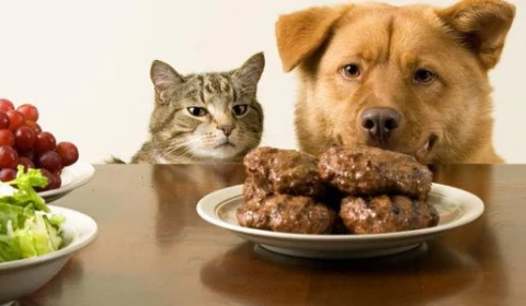 A ração acabou, e agora? Saiba qual outro alimento você pode dar para seu pet