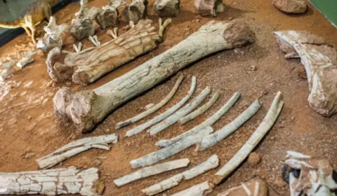 Conheça seis museus no Brasil com exposição de fósseis de dinossauros