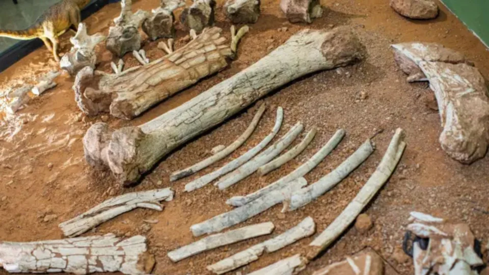 Conheça seis museus no Brasil com exposição de fósseis de dinossauros