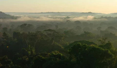 Centro de pesquisa desenvolve banco de dados sobre emissões de gases de efeito estufa na Amazônia