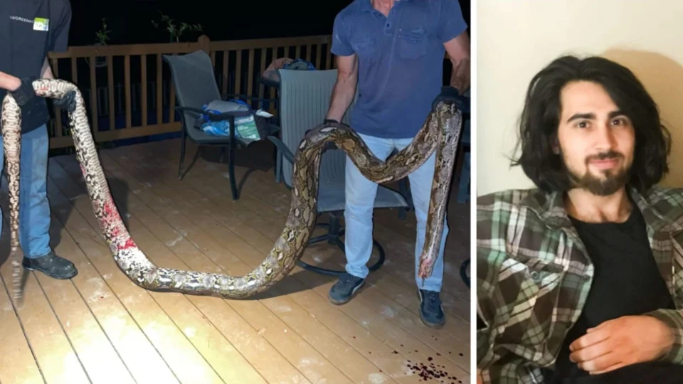 Homem morre asfixiado após cobra de estimação se enroscar no seu pescoço, nos EUA