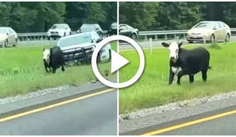 VÍDEO: polícia persegue vaca no meio de uma rodovia nos Estados Unidos