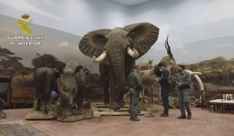 Coleção particular de animais empalhados avaliada em R$ 148 milhões é apreendida na Espanha