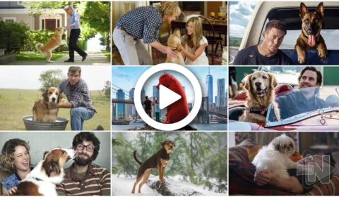 VÍDEO: Dia Mundial do Cachorro: conheça 10 filmes onde as estrelas do cinema são os cães