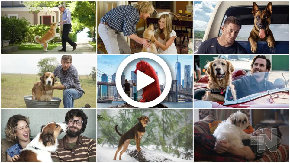 VÍDEO: Dia Mundial do Cachorro: conheça 10 filmes onde as estrelas do cinema são os cães
