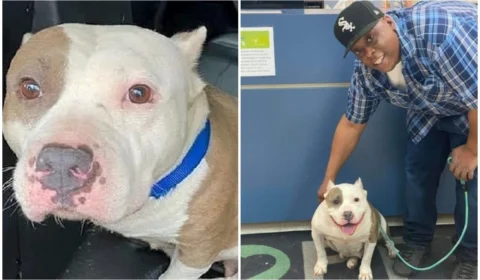 Após 5 anos, dono reencontra cachorra desaparecida, nos EUA: ‘as orações foram atendidas’