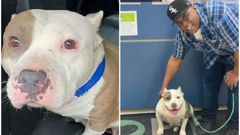 Após 5 anos, dono reencontra cachorra desaparecida, nos EUA: ‘as orações foram atendidas’