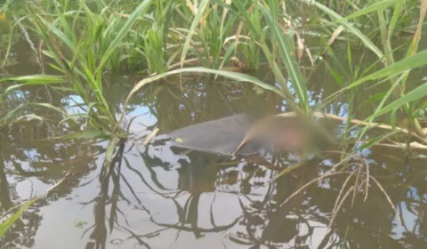 Corpo é encontrado boiando no interior do Amazonas