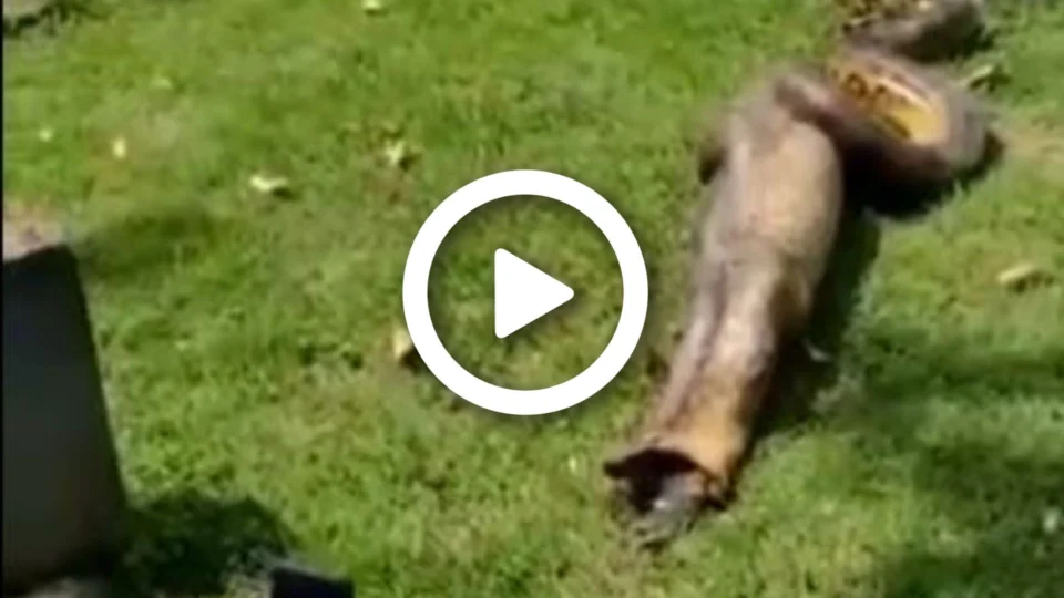 VÍDEO: cobra é flagrada engolindo jacaré em praça na Zona Oeste de Manaus