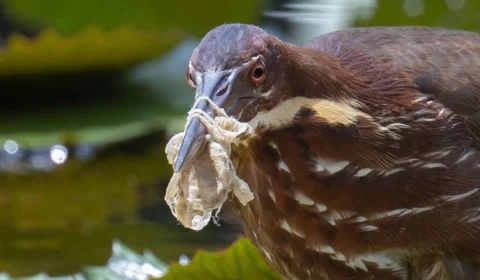 Plataforma Birds and Debris revela que pássaros em todo o mundo vivem em meio ao lixo
