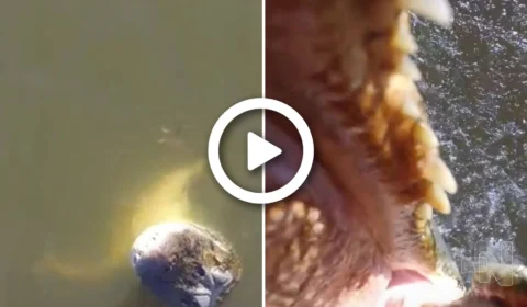 VÍDEO: jacaré pula de rio e abocanha drone de R$ 7 mil no Tocantins