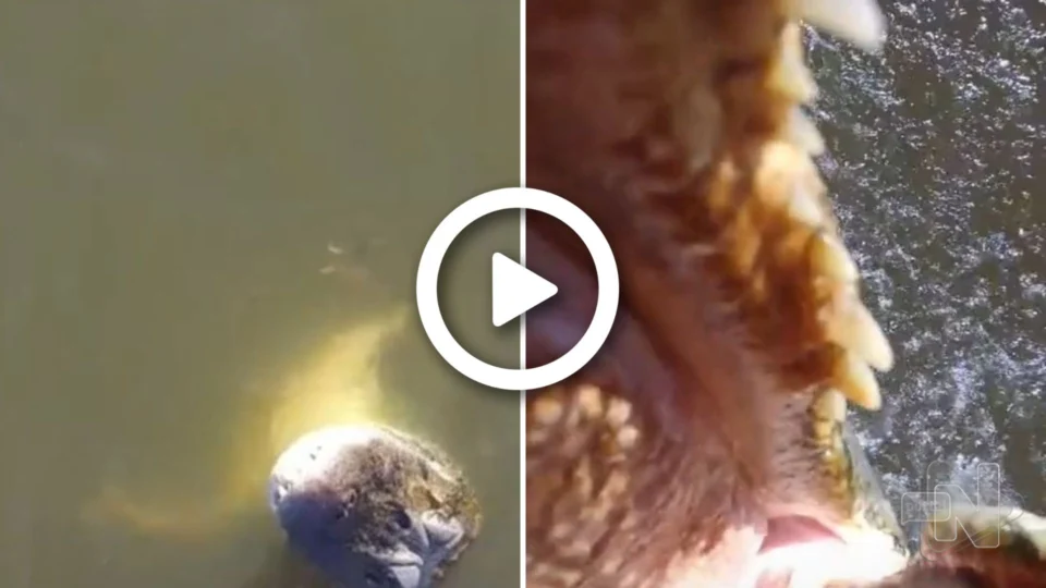 VÍDEO: jacaré pula de rio e abocanha drone de R$ 7 mil no Tocantins