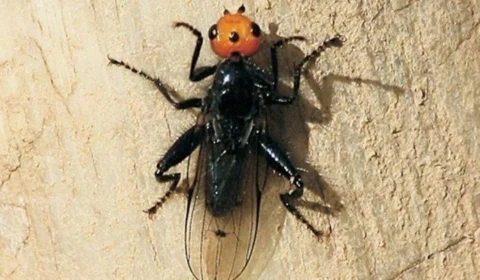 Moscas carnívoras extintas há quase 200 anos são descobertas na França