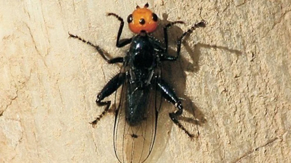 Moscas carnívoras extintas há quase 200 anos são descobertas na França