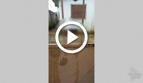 VÍDEO: cães são flagrados matando cachorro para se alimentar após moradores denunciarem abandono em Manaus