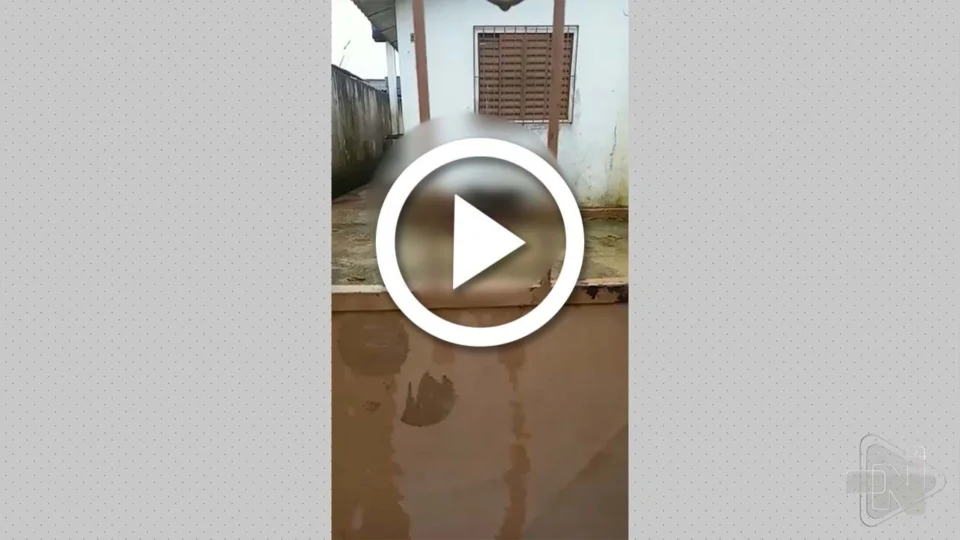 VÍDEO: cães são flagrados matando cachorro para se alimentar após moradores denunciarem abandono em Manaus