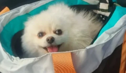 Cães morrem após comerem petiscos contaminados em várias regiões do Brasil