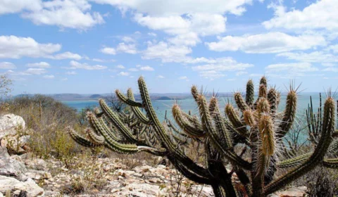 Caatinga ocupa cerca de 11% do território brasileiro