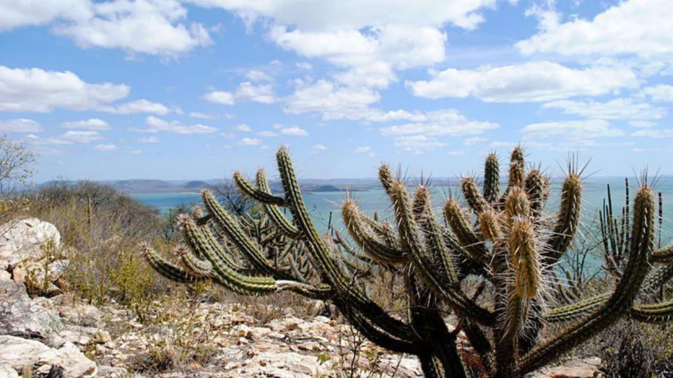 Caatinga ocupa cerca de 11% do território brasileiro