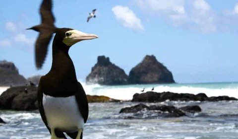 Em Pernambuco, Fernando de Noronha proíbe entrada de animais domésticos e exóticos para proteger espécies da região