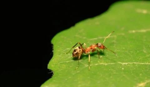 Formigas são treinadas para identificar câncer de mama através de odores humanos, na França