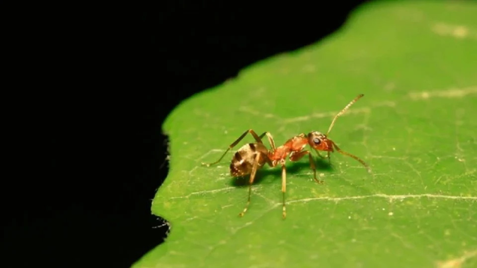Formigas são treinadas para identificar câncer de mama através de odores humanos, na França