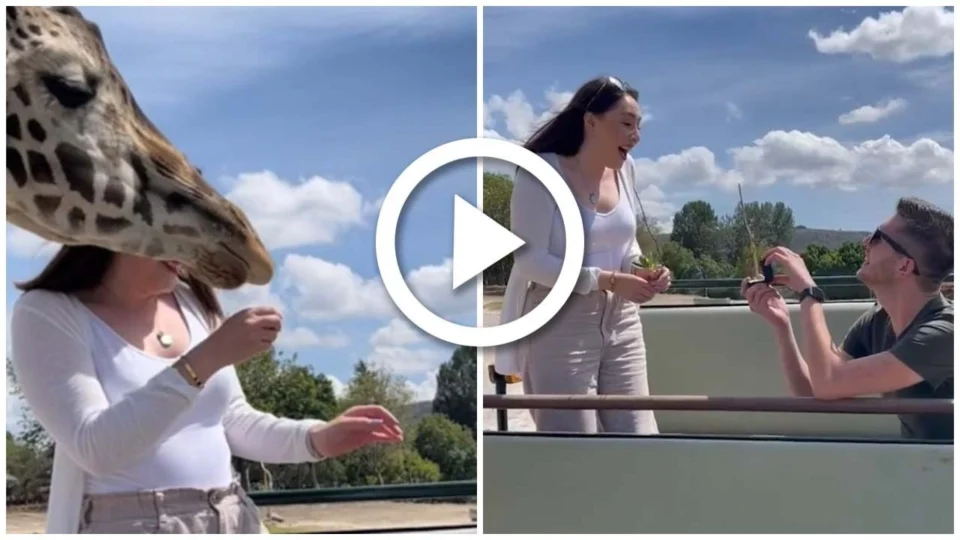 VÍDEO: girafa atrapalha pedido de casamento, em Safari no México