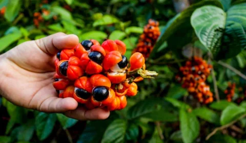 Fórmula com extrato de guaraná promete controlar oleosidade da pele e cabelos