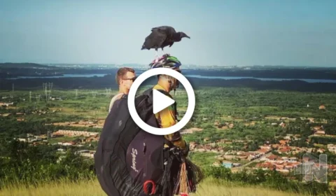 VÍDEO: conheça história do homem que cria um urubu como filho e o ensinou a voar, em Fortaleza