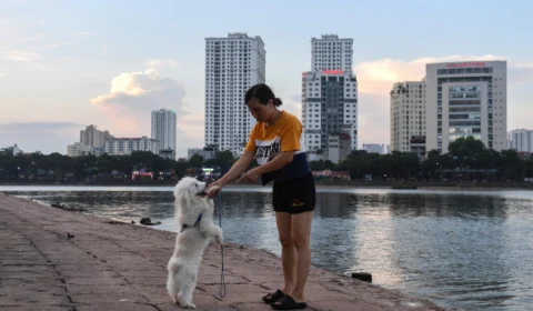 Pesquisa revela que 67% dos brasileiros concordam que animal de estimação tenha status de ‘filho’