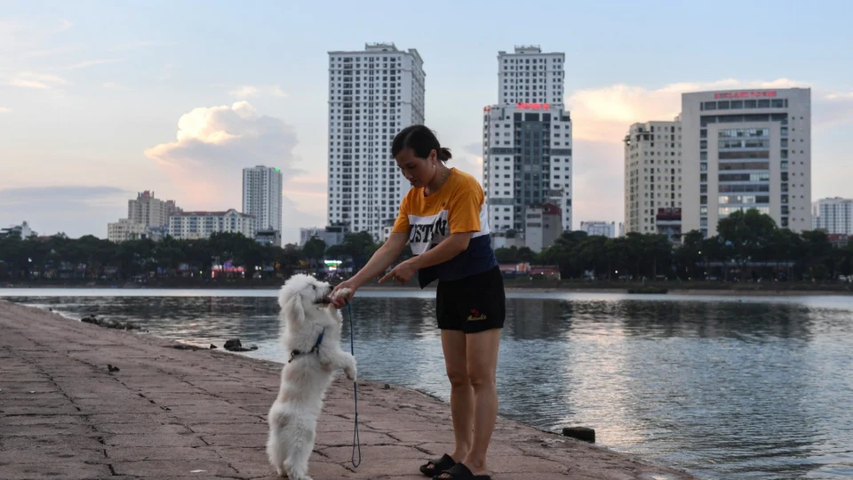 Pesquisa revela que 67% dos brasileiros concordam que animal de estimação tenha status de ‘filho’