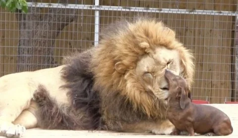 Conheça história de amizade entre leão e cachorro salsicha em zoológico nos EUA