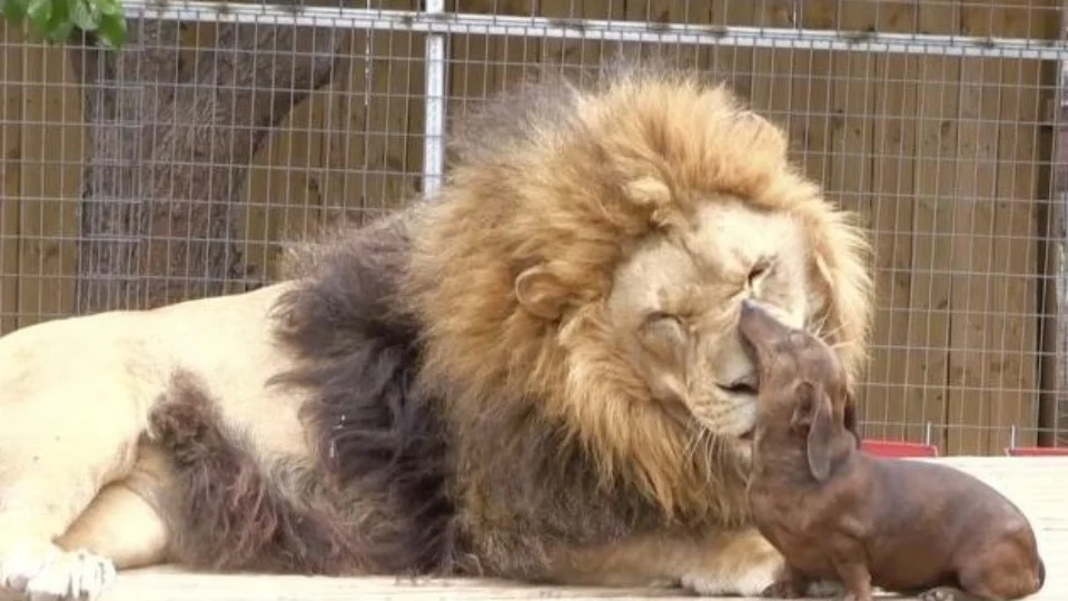 Conheça história de amizade entre leão e cachorro salsicha em zoológico nos EUA