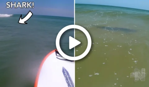 VÍDEO: surfista registra momento em que é rodeado por tubarões na Flórida